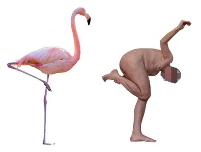 Jaro flamingo [small].jpg