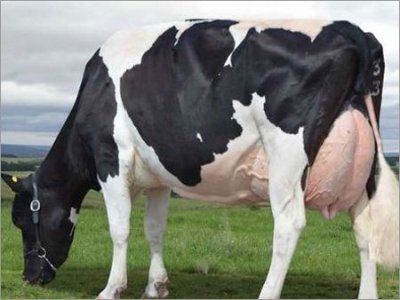 holstein-cow-for-sale.jpg