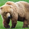 BearBehavingBadly